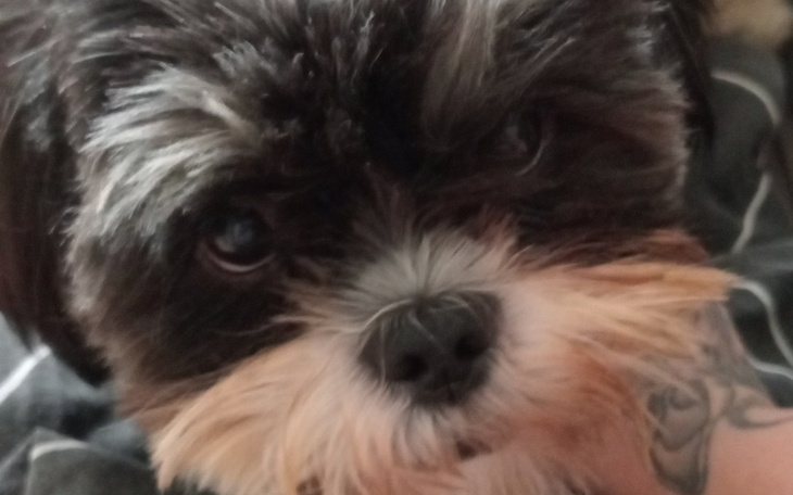 Mały pies z wyrazem zdziwienia na twarzy.