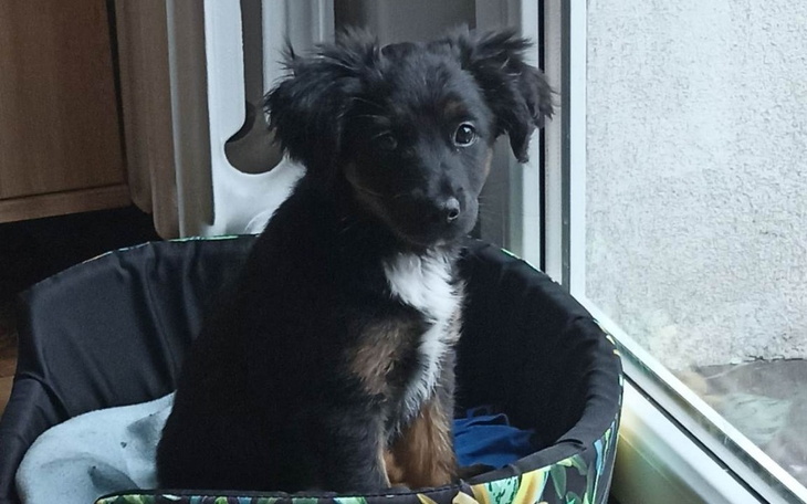 Zbiórka Na szczepienia,karme,zabawki - zdjęcie główne