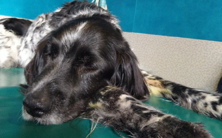 Zbiórka Walka o zdrowie i życie Tiago - zdjęcie główne