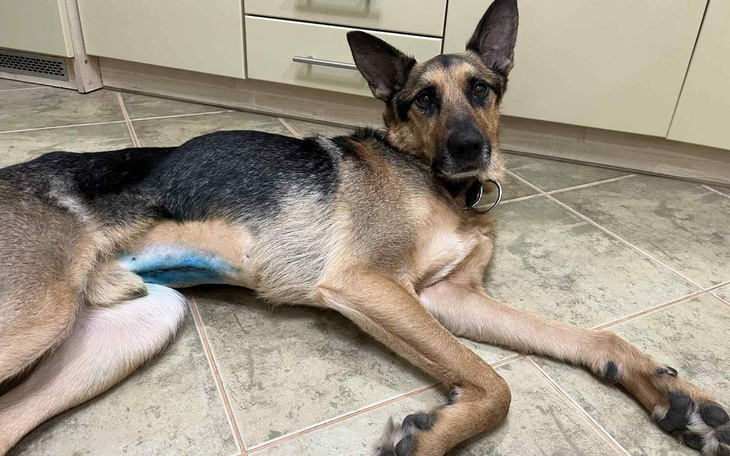 Pies leżący na podłodze w kuchni.