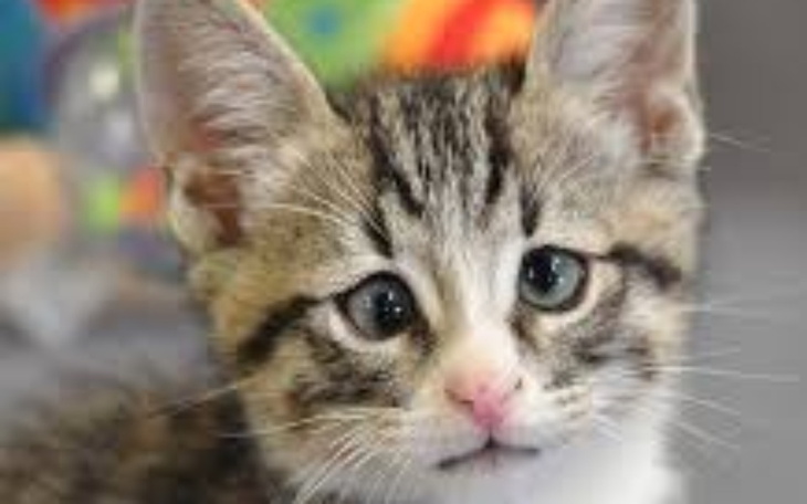 Zbiórka pomaganie kotką i pieską .... - zdjęcie główne