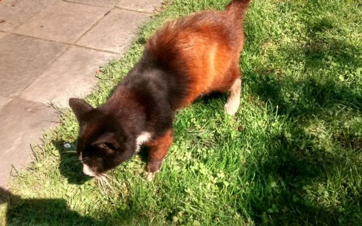 Zbiórka Bezdomne zwierzaki w mieście - zdjęcie główne