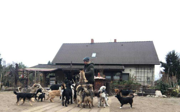 Mężczyzna otoczony przez wiele psów na podwórku.