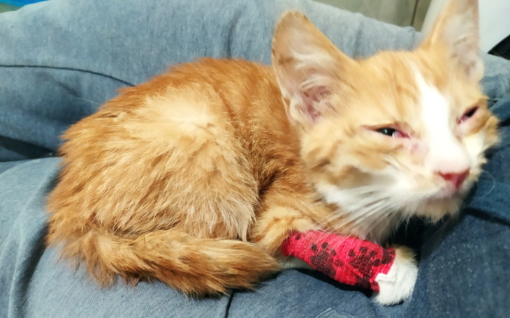 Zbiórka Rumcajs otarł się o śmierć - zdjęcie główne