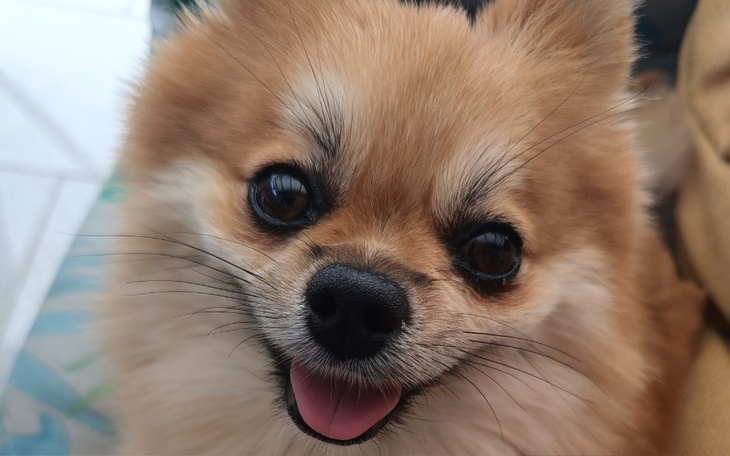 Zbiórka Evee - zdjęcie główne