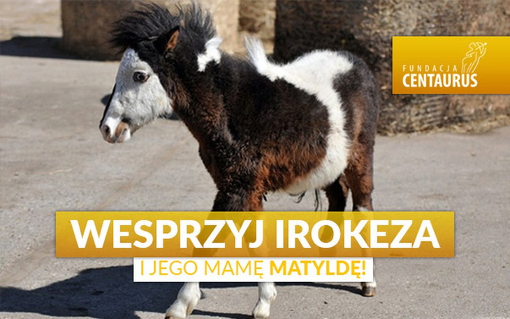 Zbiórka Wesprzyj Irokeza i jego mamę - zdjęcie główne