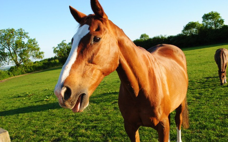 Zbiórka Dla ratowania życia konia - zdjęcie główne