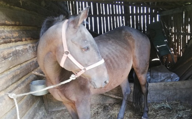 Zbiórka Końskie życie w naszych rękach - zdjęcie główne