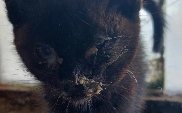 Kot z poważnymi obrażeniami, z bliska.