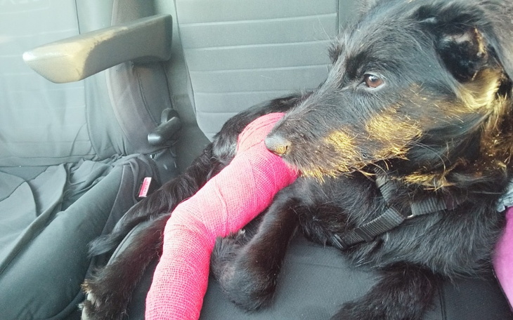 Zbiórka Leczenie i spłacenie operacji - zdjęcie główne