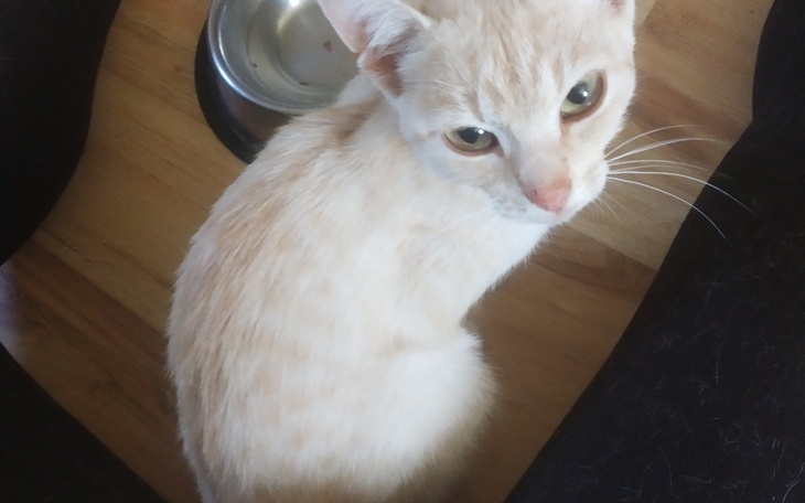 Zbiórka Tosia- szansa na lepsze jutro - zdjęcie główne