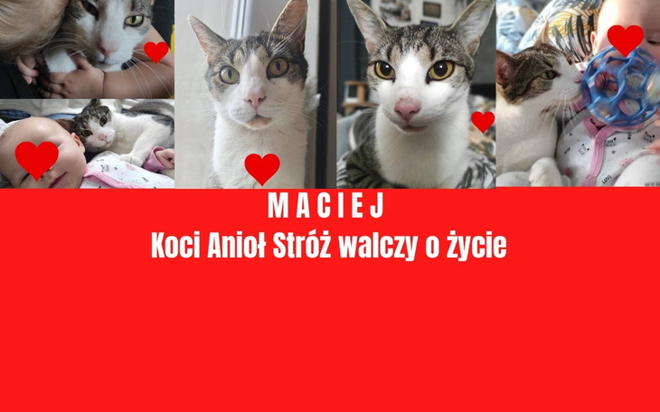 Koty w różnych sytuacjach, z sercami w tle, walczą o życie.