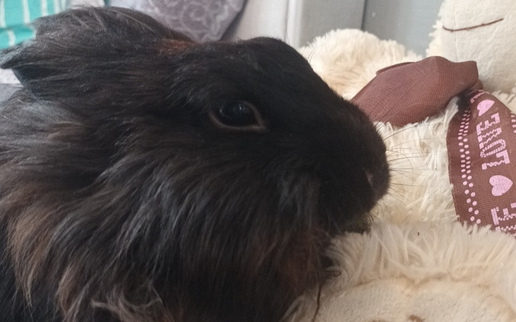 Zbiórka POMOC dla chorego kroliczka - zdjęcie główne