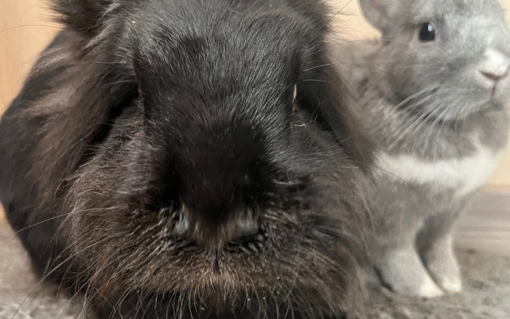 Zbiórka Leczenie Kukusia - zdjęcie główne