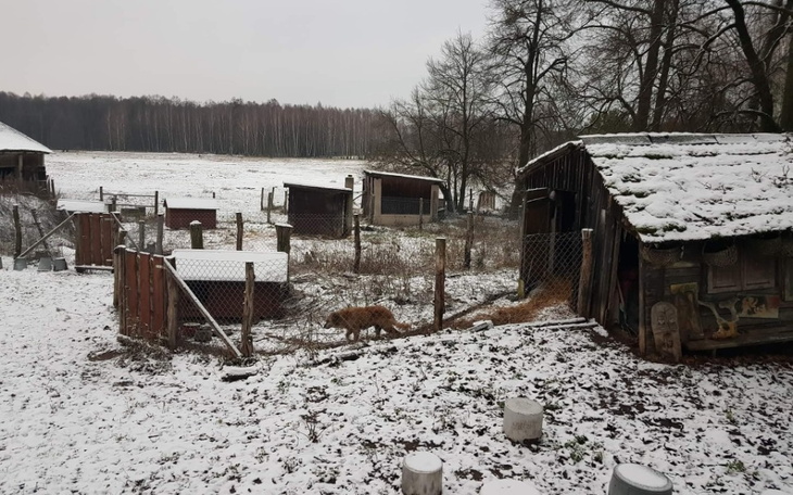 Zbiórka 20 psów potrzebuje pomocy - zdjęcie główne