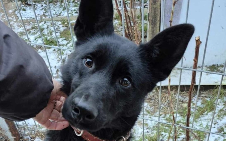 Czarny pies z dużymi uszami, przyjazny i ciekawski.