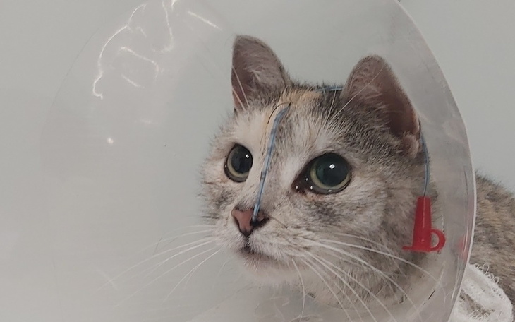 Zbiórka Jestem Stefa, nie spadłam na 4 ł - zdjęcie główne