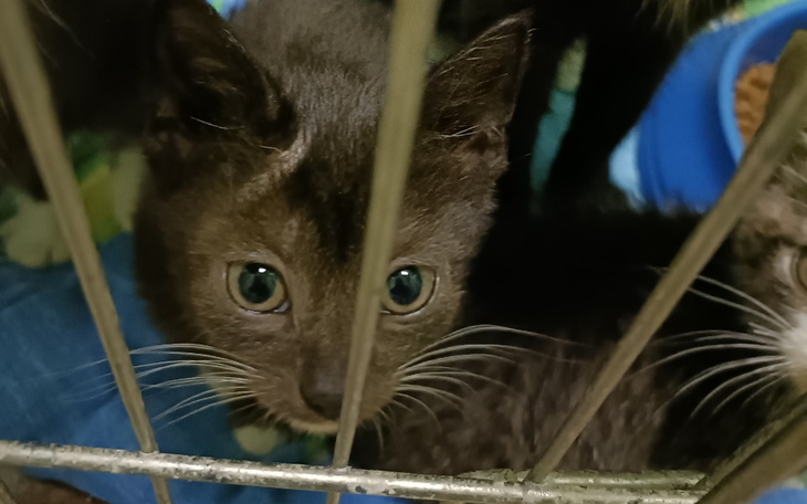 Zbiórka Walka z grzybicą - zdjęcie główne