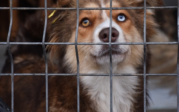 Zbiórka Schronisko w Celestynowie - zdjęcie główne