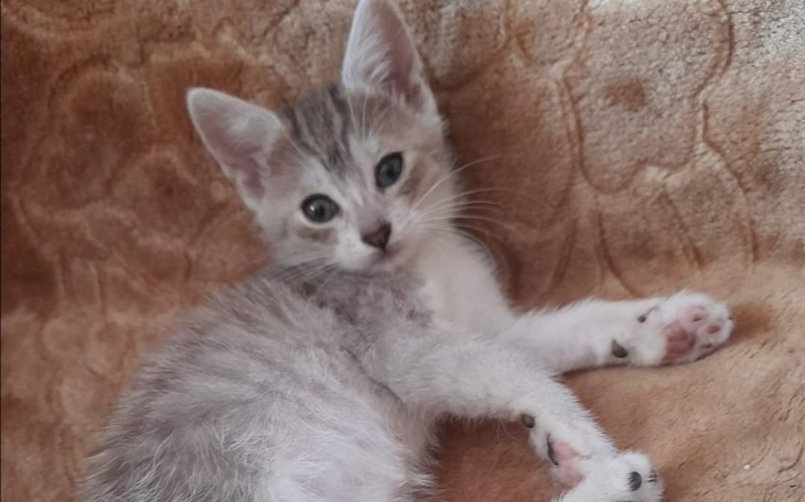 Zbiórka Śmiertelna choroba kotka - zdjęcie główne