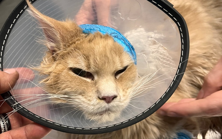 Zbiórka Usuwanie polipów SOS - zdjęcie główne