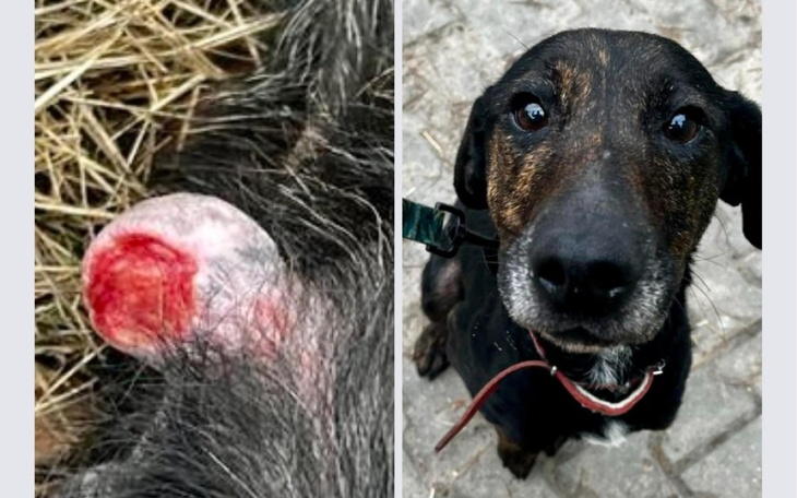 Zbiórka Na ratunek Trufci - zdjęcie główne