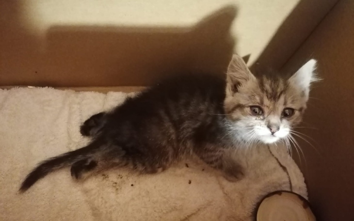 Zbiórka Pomóż uratować łapki maleństwa. - zdjęcie główne