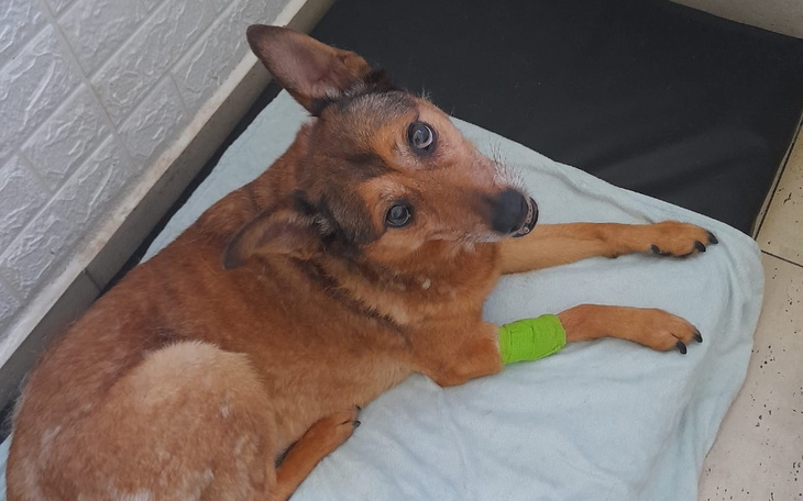 Zbiórka Na ratunek Soni - zdjęcie główne