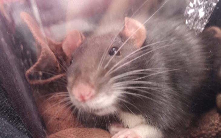 Zbiórka Zabieg operacyjny u szczura - zdjęcie główne