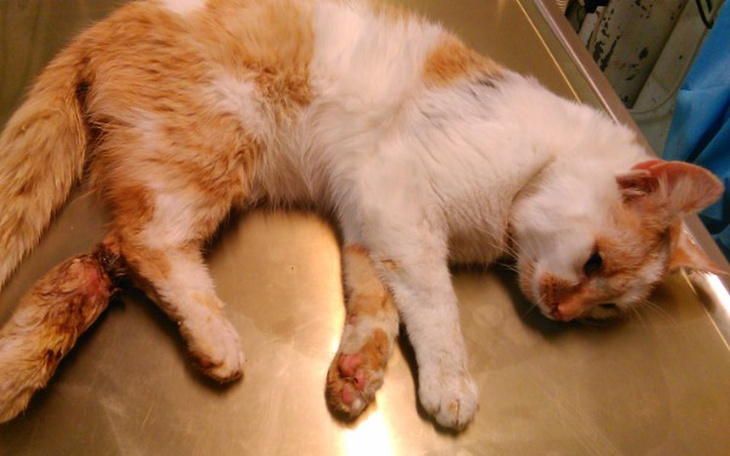 Zbiórka Pomóżcie nam pomagać. - zdjęcie główne