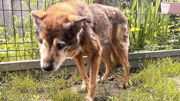 Zbiórka Zapomniane i Niechciane - Pomoż - miniaturka zdjęcia