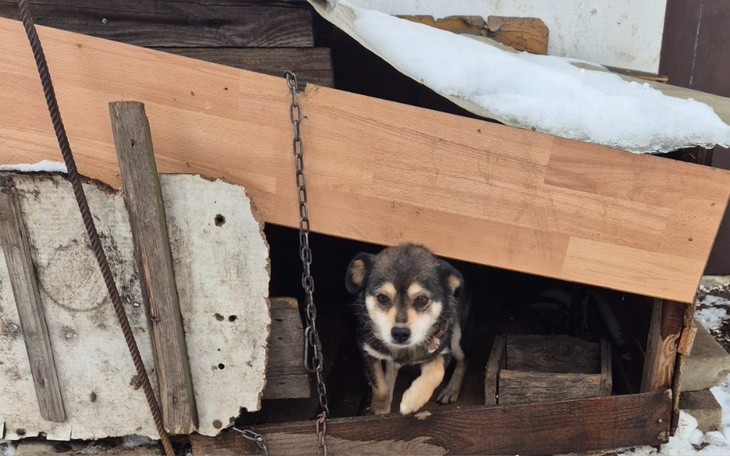 Zbiórka Na ratunek maleńkiej sunieczce - zdjęcie główne