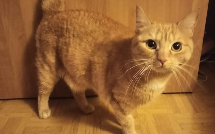 Zbiórka Na usunięcie kamienia z pęcherza - zdjęcie główne