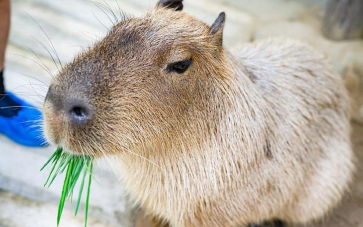 Zbiórka Na Leprzy Spszęt - zdjęcie główne