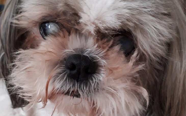 Zbiórka Na leki i leczenie dla Suzi - zdjęcie główne