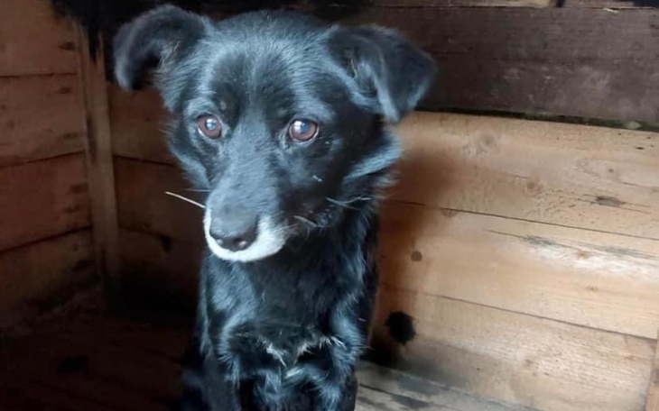 Zbiórka Na transport 3 psów na dt - zdjęcie główne