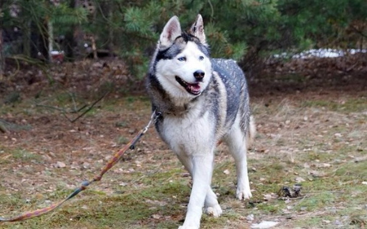 Husky spacerujący po lesie, uśmiechnięty.