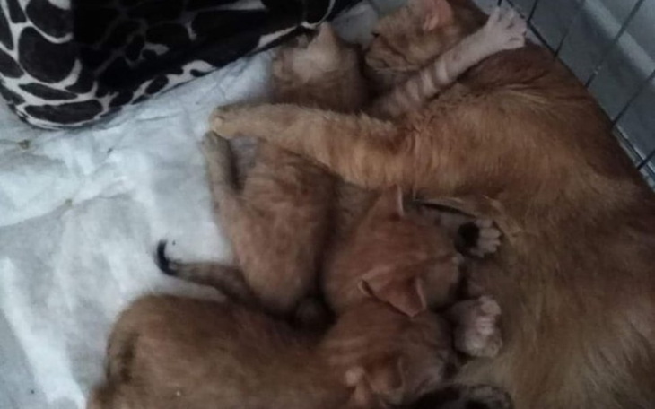 Zbiórka Ocalone od podłej śmierci - zdjęcie główne