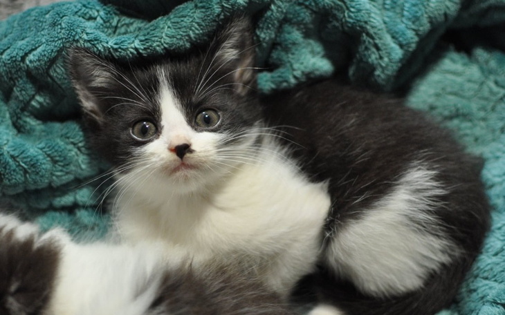 Zbiórka Trwa walka o życie malutkiej - zdjęcie główne