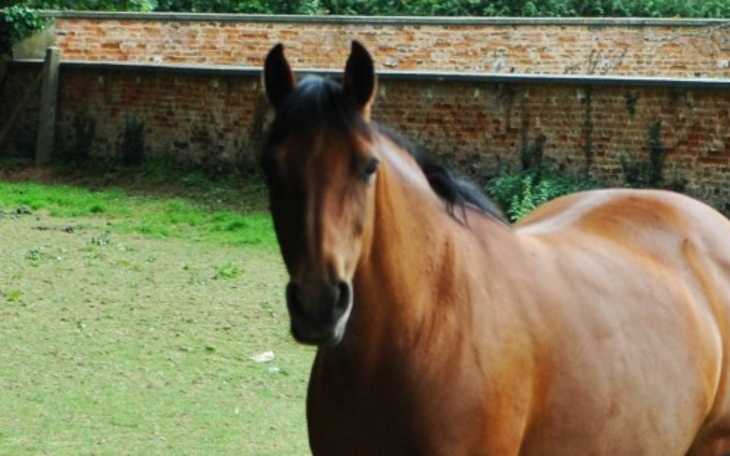 Zbiórka Koń dla przyjaciółki - zdjęcie główne