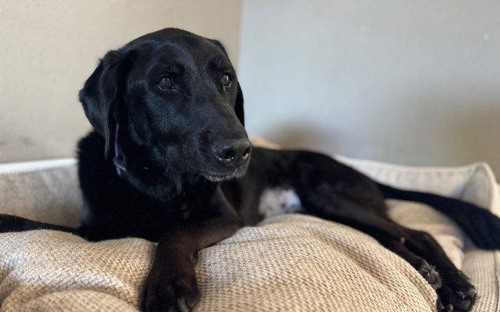 Zbiórka Zbiórka dla Baksia - zdjęcie główne