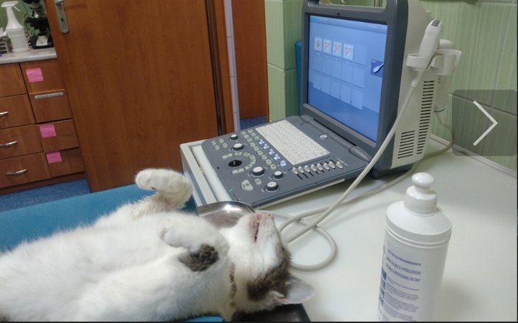 Zbiórka Pomoc dla starszej kotki Łały - zdjęcie główne