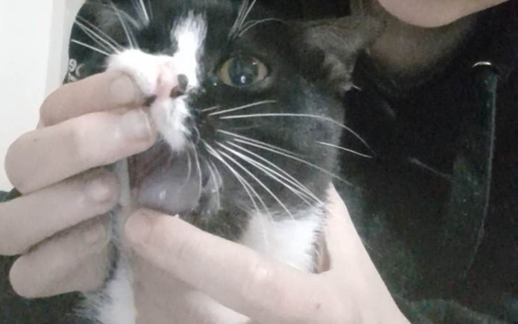 Zbiórka Na leczenie kotki akumy - zdjęcie główne