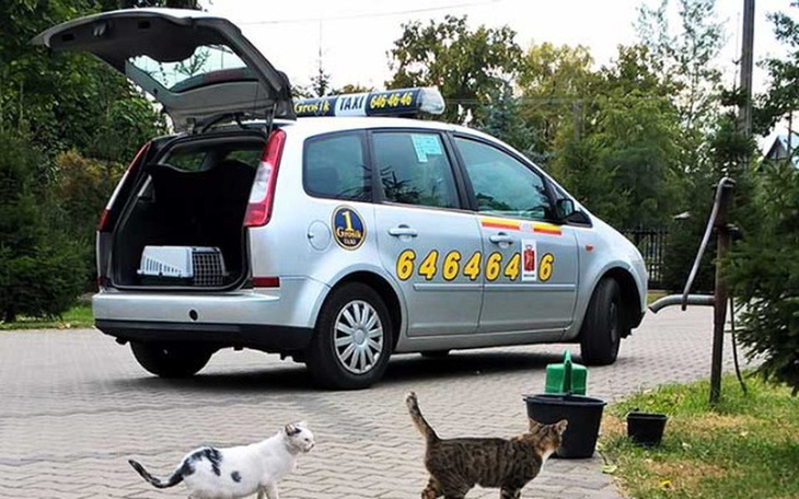 Zbiórka Remont kociej taksówki - zdjęcie główne