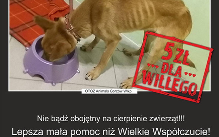 Zbiórka Willy czekał na śmierć... Pomóż - zdjęcie główne