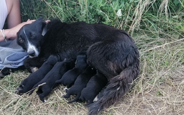 Zbiórka Psia rodzina z pola kukurydzy - zdjęcie główne