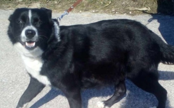 Zbiórka Dla bezdomnej Wendy - zdjęcie główne