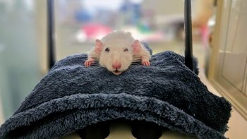 Zbiórka Zęby jak u Śnieżynki - miniaturka zdjęcia