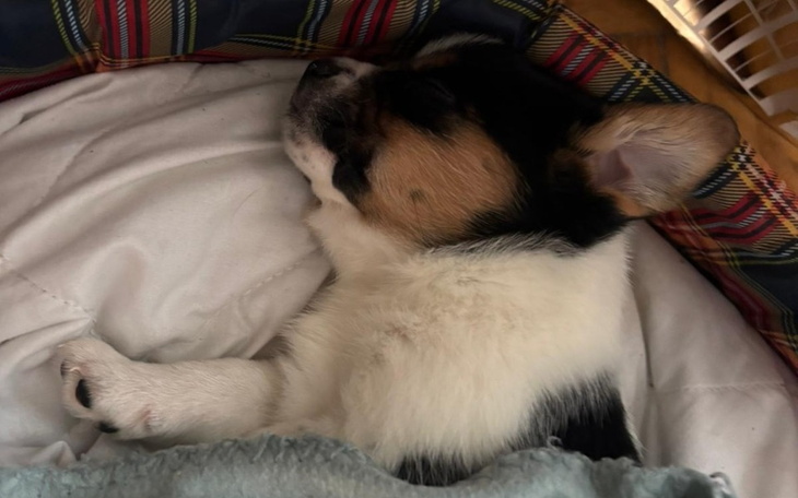 Śpiący pies w kocyku, wygląda na spokojnego i zadowolonego.