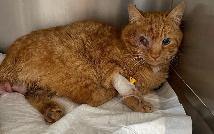 Chory kot w klinice weterynaryjnej, potrzebuje pomocy.